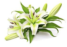 AI generated Beautiful fresh lily flower with green leaves, isolated on white background. AI Generated photo