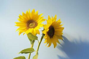 AI generated Two sunflowers in the sunny ambience. Light blue background with shadow. Generative AI photo