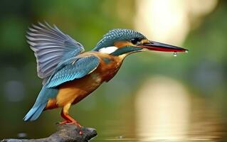 ai generado el común martín pescador humedales pájaro de colores plumas desde diferente aves. generativo ai foto