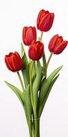 AI generated Red tulips isolated on white background. AI Generated photo