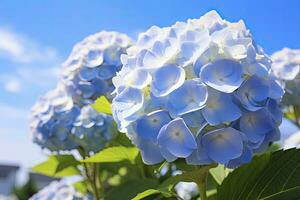 ai generado azul francés hortensia debajo azul cielo. ai generado foto