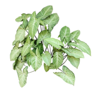 une plante avec vert monstera brut feuilles sur une transparent arrière-plan, vert monstera feuilles coupure chemin feuille les plantes botanique feuilles tropical végétaux, png