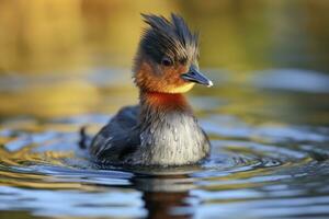 AI generated Little Grebe, Tachybaptus ruficollis. AI Generated photo