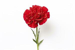 AI generated Red Carnation isolated on white background. AI Generated photo