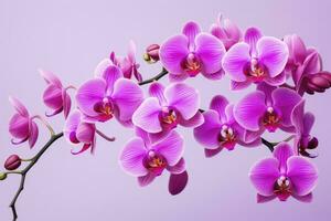 AI generated Pink Orchid isolated on background. AI Generated photo