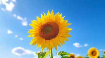 AI generated Sunflowers on Field, Flower, Garden, Botany, Agriculture photo