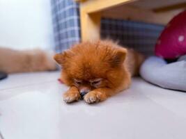 linda adorable marrón masculino pomeranio dormido en el parte superior de blanco piso debajo de madera mesa foto