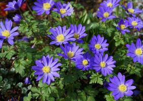 Beautiful blue Anemone Apennina flowers on green grass background close up. photo