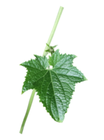 une vert grand citrouille feuille sur une blanc arrière-plan, des légumes arbre feuilles et branche png