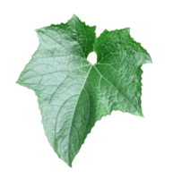 a green large pumpkin leaf on a white background, vegetables tree leaves and branch png