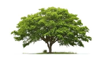 ai generado lluvia árbol en blanco antecedentes. tropical árbol foto