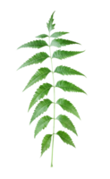 a green neem medical leaf on a transparent background png