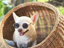brown short hair chihuahua dog wearing sunglasses sitting in wicker or rattan pet house in balcony. photo