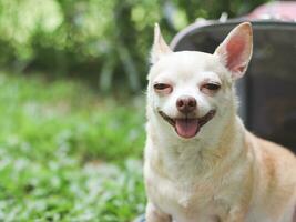 sonriente marrón corto pelo chihuahua perro sentado en frente de rosado tela viajero mascota portador bolso en verde césped en el jardín, Listo a viajar. seguro viaje con animales foto