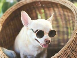 brown short hair chihuahua dog wearing sunglasses sitting in wicker or rattan pet house in balcony. photo