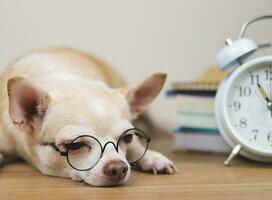 marrón chihuahua perro vistiendo ojo anteojos, acostado abajo con blanco Clásico alarma reloj 11 en punto y apilar de libros en blanco de madera piso y blanco pared. foto