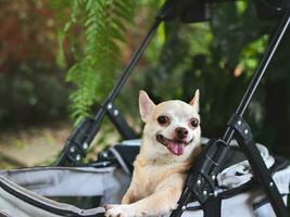 brown short hair chihuahua dog wearing sunglasses,  standing in pet stroller in the garden  with green plant background. Smiling happily. photo