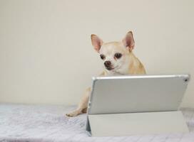 marrón corto pelo chihuahua perro sentado con digital tableta en cama y blanco antecedentes. animal y tecnología conceptos. foto