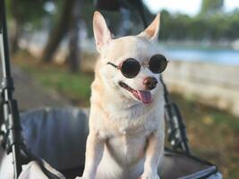 Happy brown short hair Chihuahua dog wearing sunglasses, standing in pet stroller in the park. Smiling happily. photo