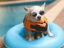 linda marrón corto pelo chihuahua perro vistiendo Gafas de sol y naranja vida chaqueta o vida chaleco en pie en azul nadando anillo por nadando piscina. mascota agua seguridad. foto