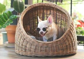 brown short hair chihuahua dog wearing sunglasses sitting in wicker or rattan pet house in balcony. photo