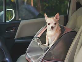 happy brown short hair chihuahua dog standing in  pet carrier backpack with opened windows in car seat. Safe travel with pets concept. photo