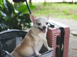 rown short hair chihuahua dog standing in pet stroller with pink suitcase in the garden. Smiling happily. happy vacation and travelling with pet concept photo