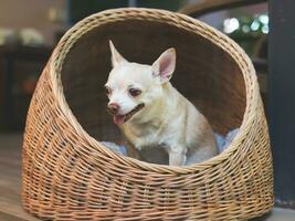brown short hair chihuahua dog sitting in wicker or rattan pet house in balcony. photo