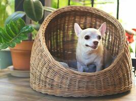 brown short hair chihuahua dog sitting in wicker or rattan pet house in balcony,  looking surprisingly photo