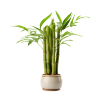 AI generated Bamboo in tob isolated on transparent background png