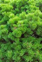 Close up of fluffy fir tree branches. Unspoilt nature photo