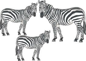 group of zebras vector