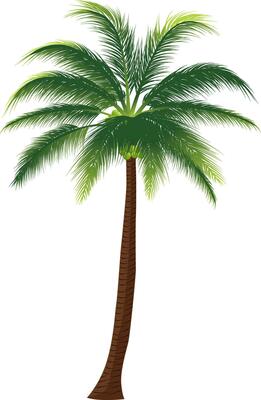 coconut tree illustration on white background