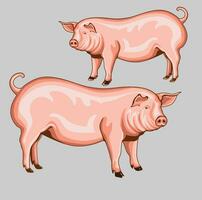 two pig illustration vector