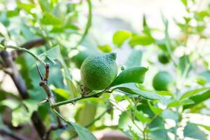 Close up of growing green unripe lemon on the tree in the garden photo