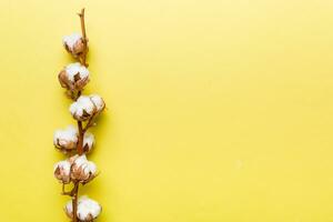 Autumn Floral composition. Dried white fluffy cotton flower branch top view on colored table with copy space photo