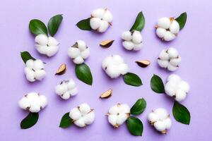 Autumn Floral Flat lay background composition. Dried white fluffy cotton flower branchwith green leaf top view on colored table with copy space photo