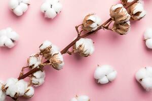 Autumn Floral Flat lay background composition. Dried white fluffy cotton flower branch top view on colored table with copy space photo