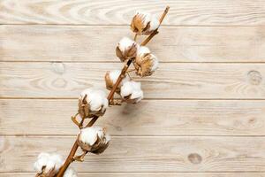 Autumn Floral composition. Dried white fluffy cotton flower branch top view on colored table with copy space photo