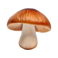 ai generato funghi png isolato su trasparente sfondo