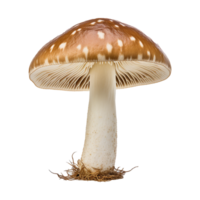 AI generated Mushrooms png isolated on transparent background