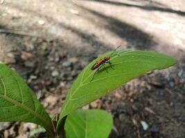 Red insects on young teak leaves. Red insect. photo