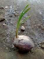 coconut seedling. tropical fruit seed. photo