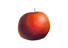 one single hand drawn Realistic red apple isolated on transparent background. picturesque watercolor fruit illustration. clip art Fresh apple for label design, menu, fruit salad ingredients png