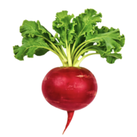 AI generated A piece of fresh radish isolated on a transparent background png