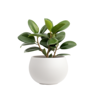 AI generated Plant Pot on transparent background PNG image
