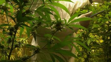 Cannabis plantation for medical, a man scientist using tablet to collect data on cannabis and hemp indoor farm. video