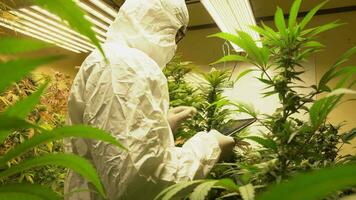 Cannabis plantation for medical, a man scientist using tablet to collect data on cannabis and hemp indoor farm. video