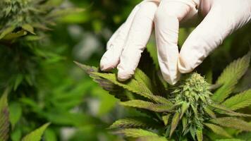 Close up of hand hygiene glove scientist hand harvesting cannabis flower in control farming for medicine lab to make medicine. video