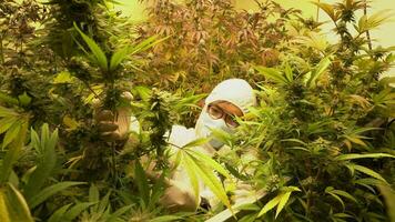 cannabis plantage för medicinsk, en man forskare använder sig av läsplatta till samla data på cannabis och hampa inomhus- odla. video